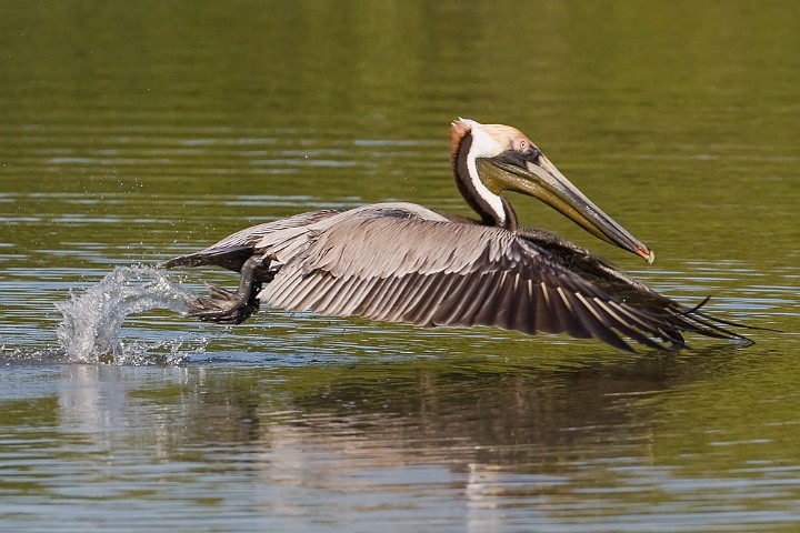 Brauner Pelikan Pelecanus occidentalis Brown Pelican